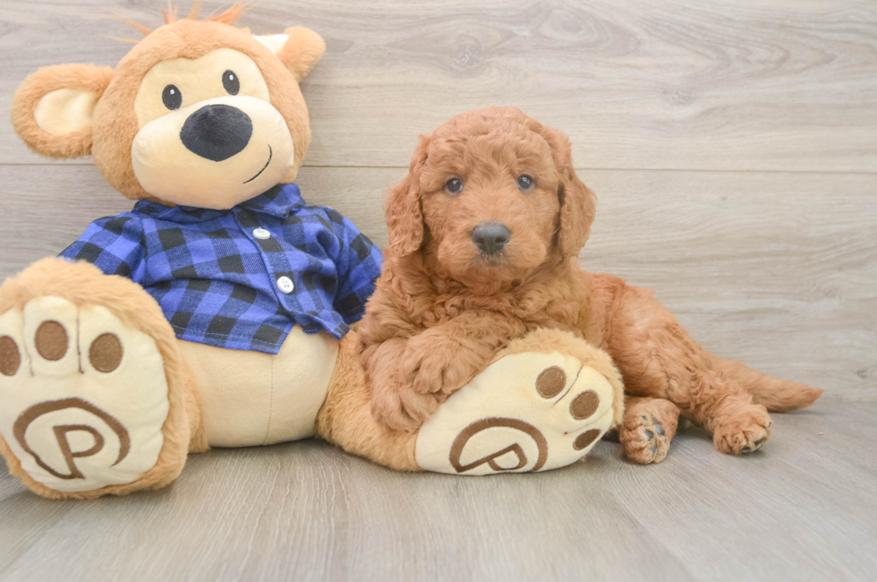 5 week old Mini Goldendoodle Puppy For Sale - Simply Southern Pups