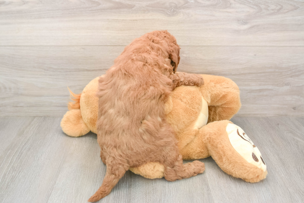 Adorable Golden Retriever Poodle Mix Poodle Mix Puppy