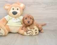 7 week old Mini Goldendoodle Puppy For Sale - Simply Southern Pups