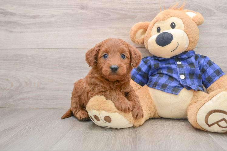 Friendly Mini Goldendoodle Baby