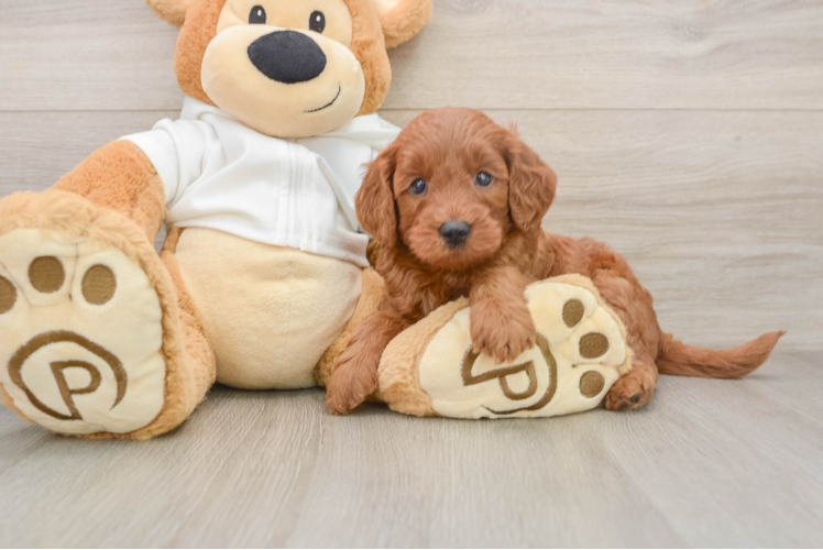 Friendly Mini Goldendoodle Baby