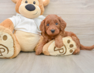 8 week old Mini Goldendoodle Puppy For Sale - Simply Southern Pups