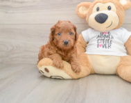 7 week old Mini Goldendoodle Puppy For Sale - Simply Southern Pups