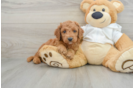 Popular Mini Goldendoodle Poodle Mix Pup