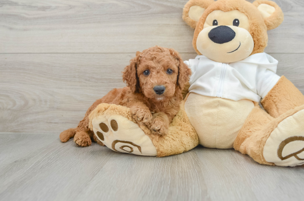 7 week old Mini Goldendoodle Puppy For Sale - Simply Southern Pups