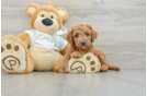 Funny Mini Goldendoodle Poodle Mix Pup