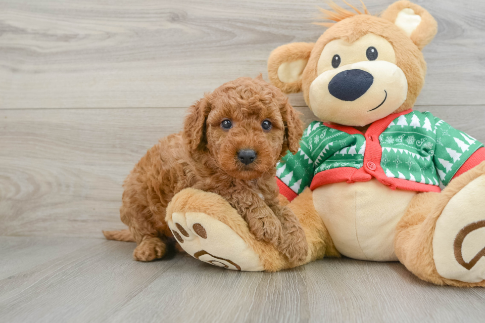 Fluffy Mini Goldendoodle Poodle Mix Pup