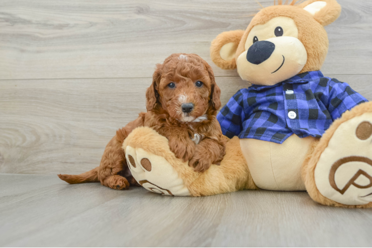 Adorable Golden Retriever Poodle Mix Poodle Mix Puppy