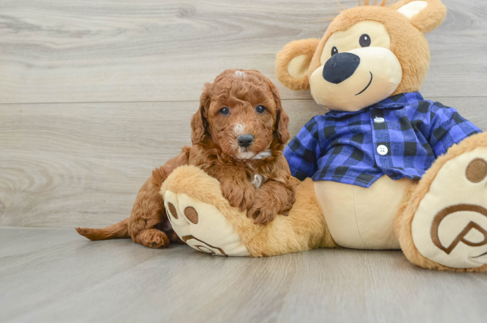 6 week old Mini Goldendoodle Puppy For Sale - Simply Southern Pups