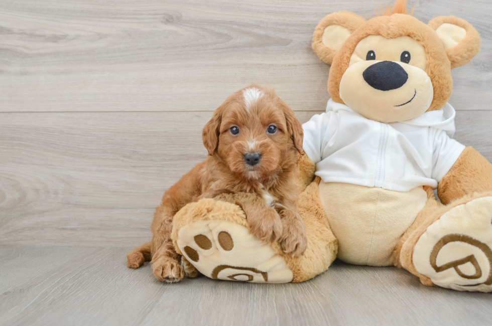7 week old Mini Goldendoodle Puppy For Sale - Simply Southern Pups