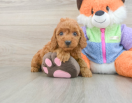 7 week old Mini Goldendoodle Puppy For Sale - Simply Southern Pups