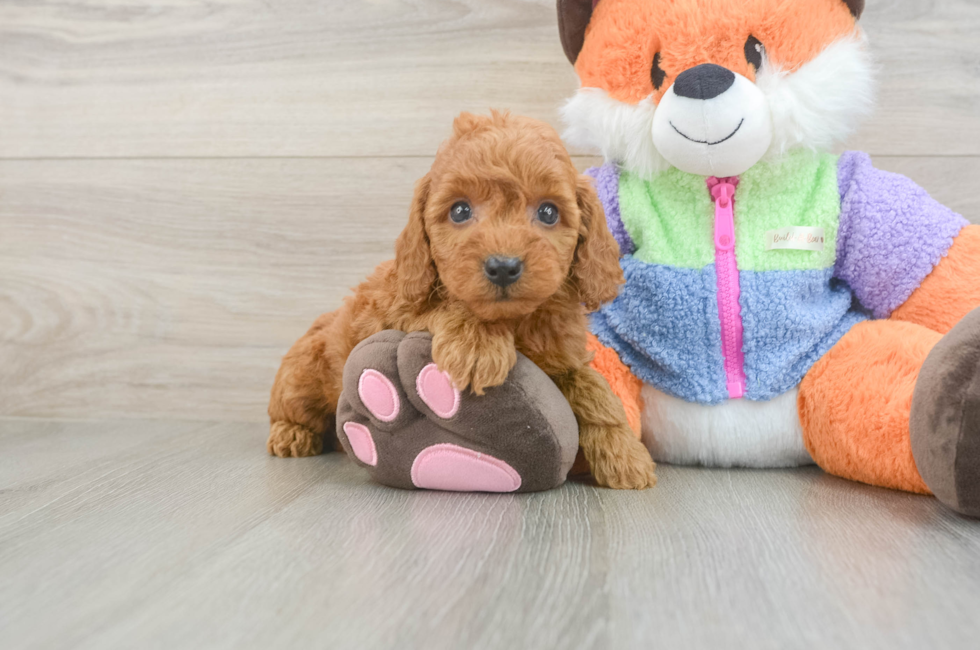 5 week old Mini Goldendoodle Puppy For Sale - Simply Southern Pups