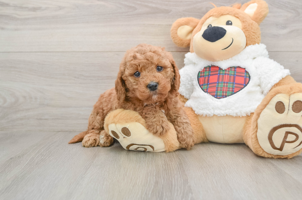 5 week old Mini Goldendoodle Puppy For Sale - Simply Southern Pups
