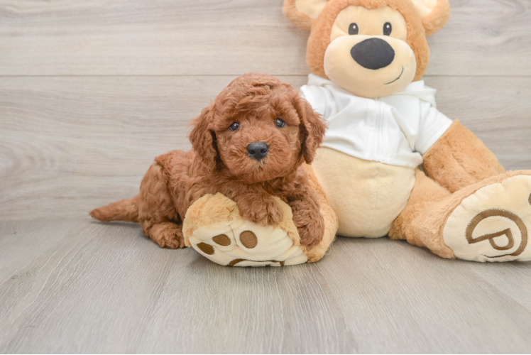 Energetic Golden Doodle Poodle Mix Puppy