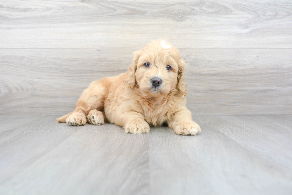 golden retriever poodle mix puppy