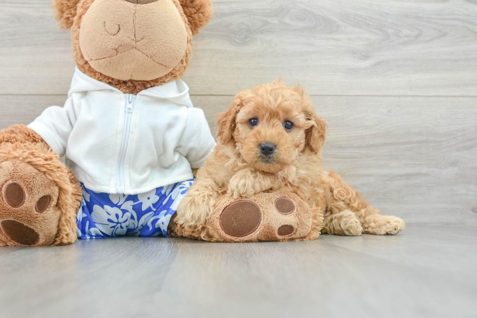 Best Mini Goldendoodle Baby