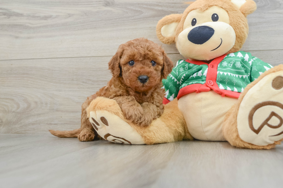 5 week old Mini Goldendoodle Puppy For Sale - Simply Southern Pups