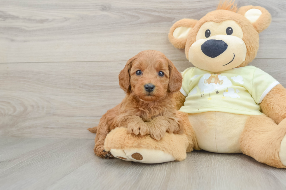 6 week old Mini Goldendoodle Puppy For Sale - Simply Southern Pups