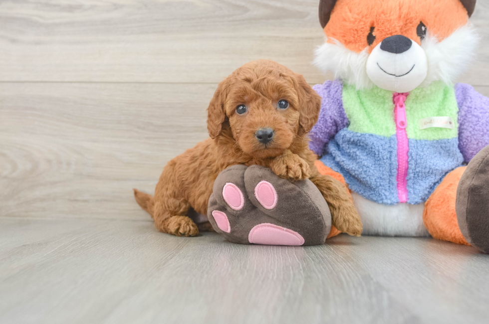 5 week old Mini Goldendoodle Puppy For Sale - Simply Southern Pups