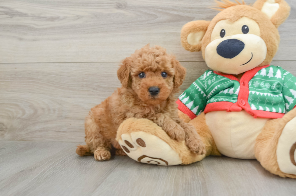 5 week old Mini Goldendoodle Puppy For Sale - Simply Southern Pups