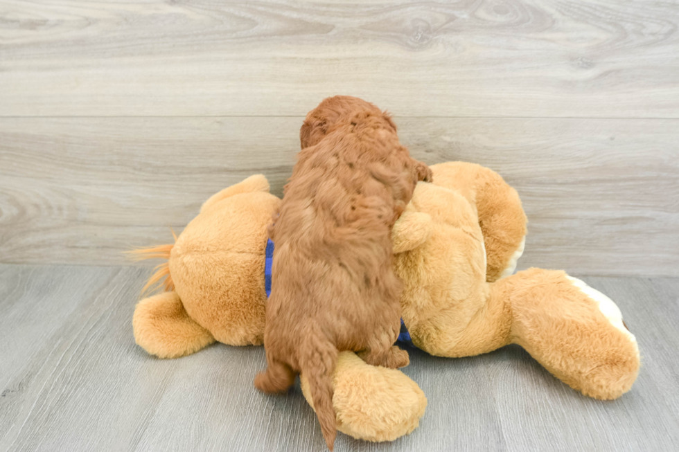 Mini Goldendoodle Puppy for Adoption