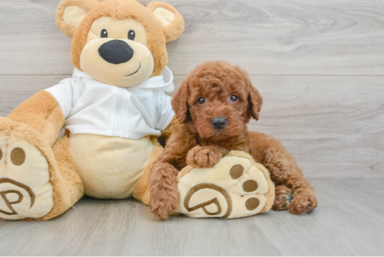 Mini Goldendoodle Pup Being Cute