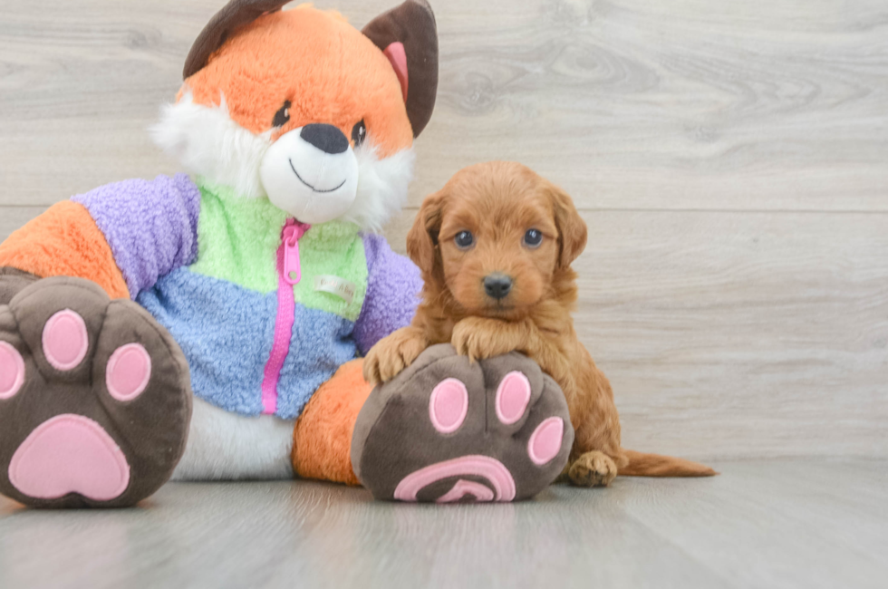 5 week old Mini Goldendoodle Puppy For Sale - Simply Southern Pups