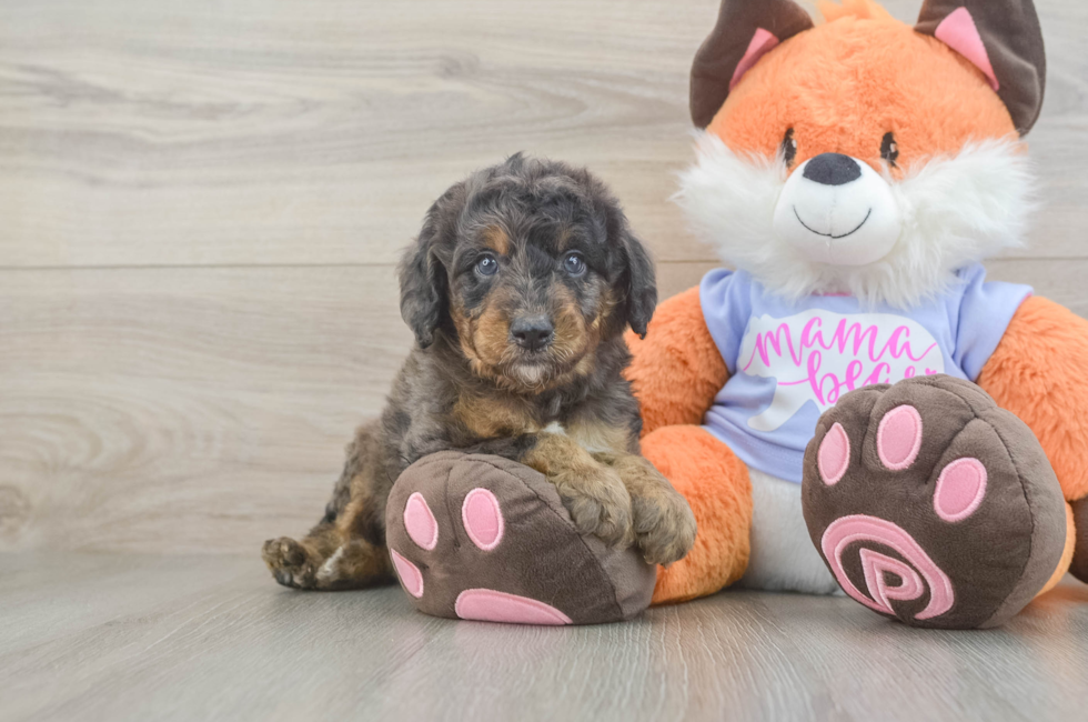 5 week old Mini Goldendoodle Puppy For Sale - Simply Southern Pups