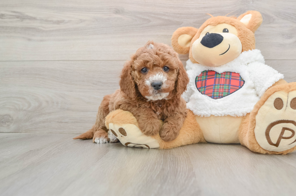 5 week old Mini Goldendoodle Puppy For Sale - Simply Southern Pups