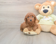 7 week old Mini Goldendoodle Puppy For Sale - Simply Southern Pups