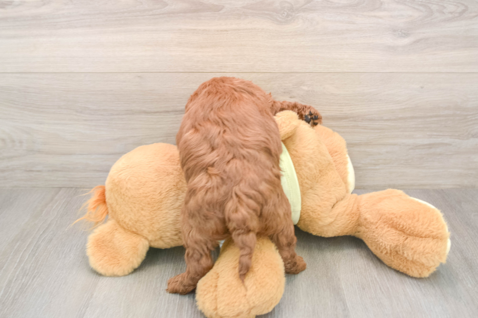 Mini Goldendoodle Puppy for Adoption