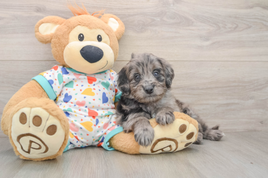 Petite Mini Goldendoodle Poodle Mix Pup