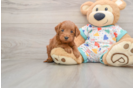 Mini Goldendoodle Puppy for Adoption