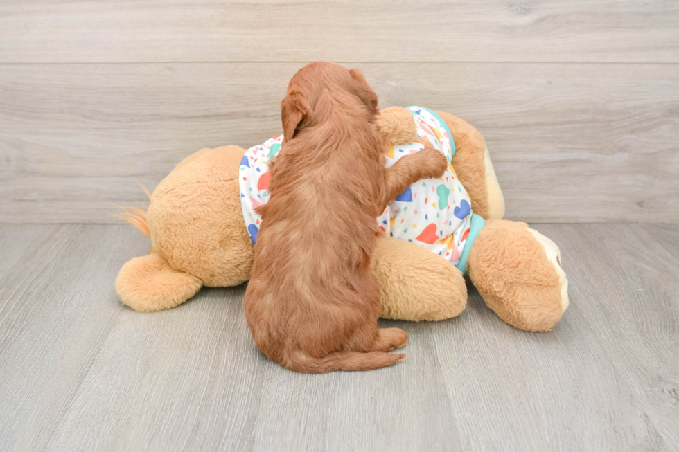 Small Mini Goldendoodle Baby