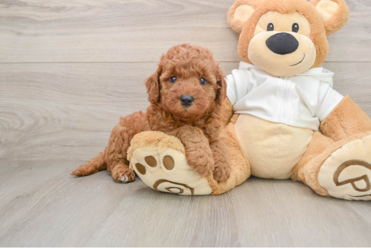 Friendly Mini Goldendoodle Baby