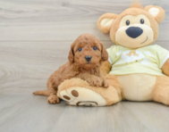 8 week old Mini Goldendoodle Puppy For Sale - Simply Southern Pups