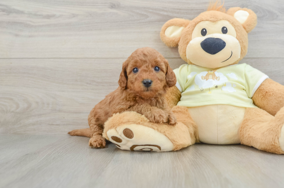 6 week old Mini Goldendoodle Puppy For Sale - Simply Southern Pups