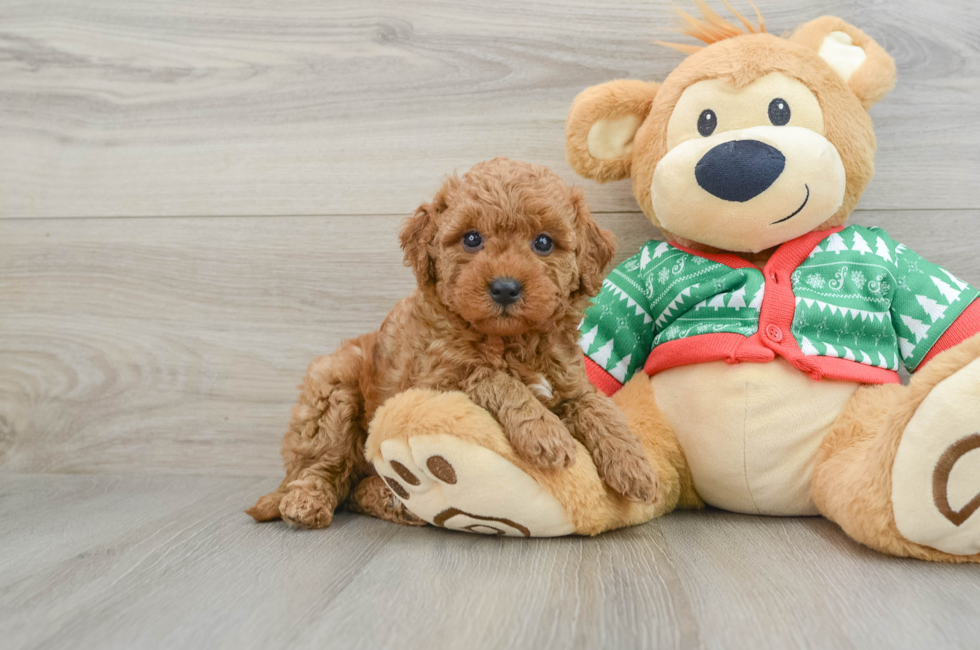 5 week old Mini Goldendoodle Puppy For Sale - Simply Southern Pups