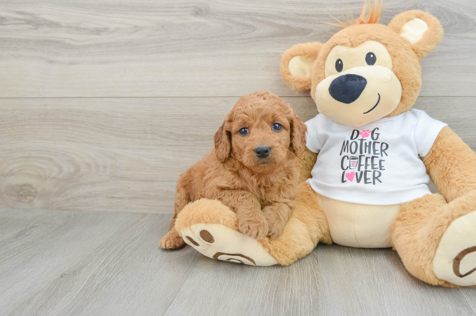 6 week old Mini Goldendoodle Puppy For Sale - Simply Southern Pups