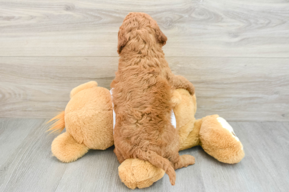 Happy Mini Goldendoodle Baby