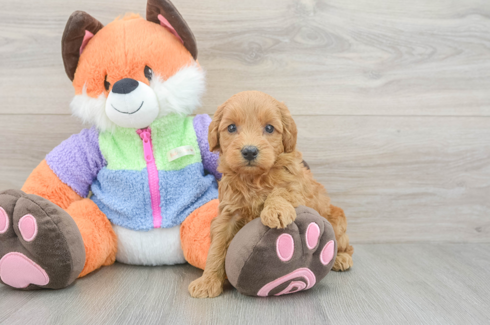 5 week old Mini Goldendoodle Puppy For Sale - Simply Southern Pups
