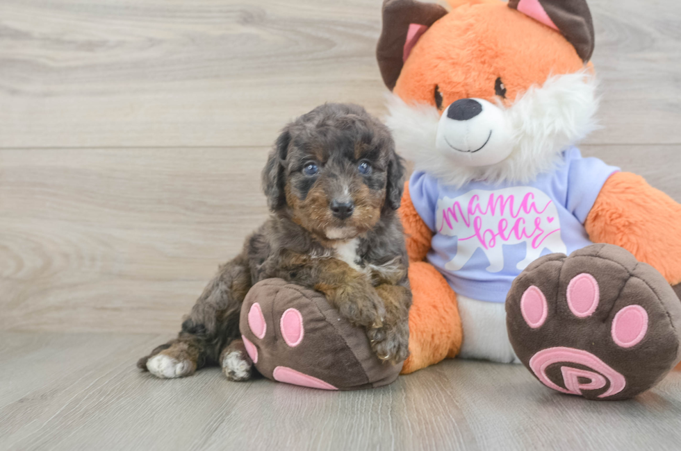 5 week old Mini Goldendoodle Puppy For Sale - Simply Southern Pups