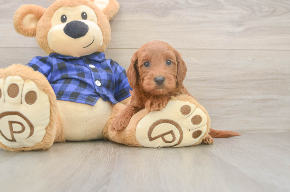 7 week old Mini Goldendoodle Puppy For Sale - Simply Southern Pups