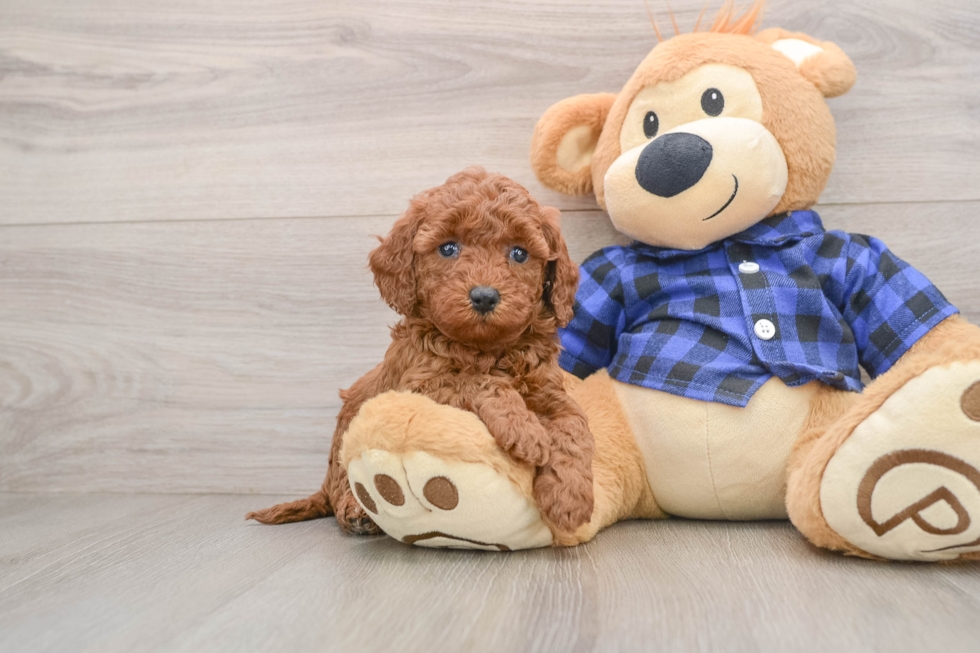 Smart Mini Goldendoodle Poodle Mix Pup