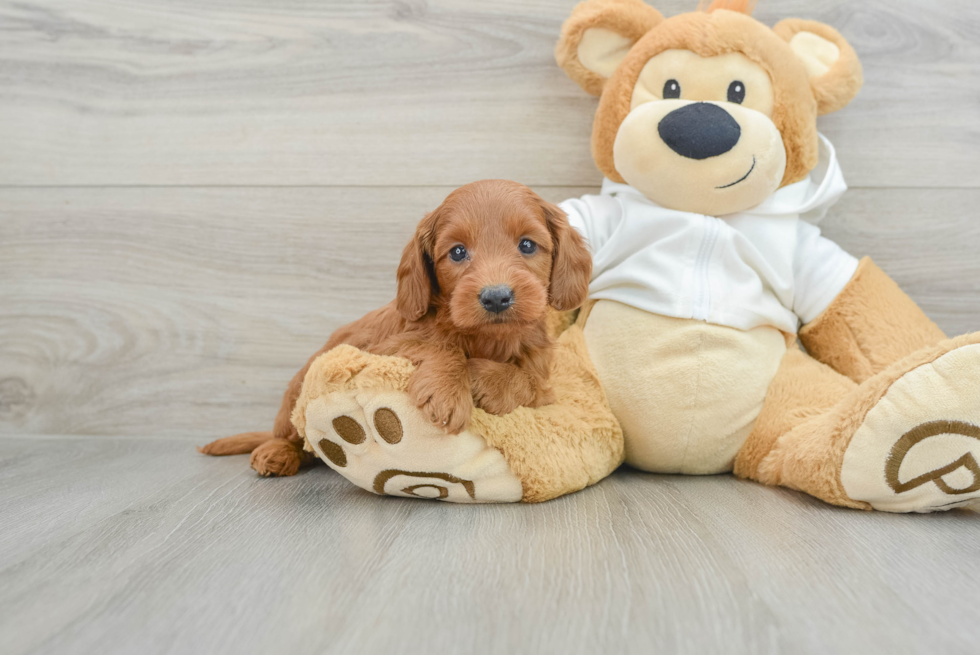 Mini Goldendoodle Pup Being Cute