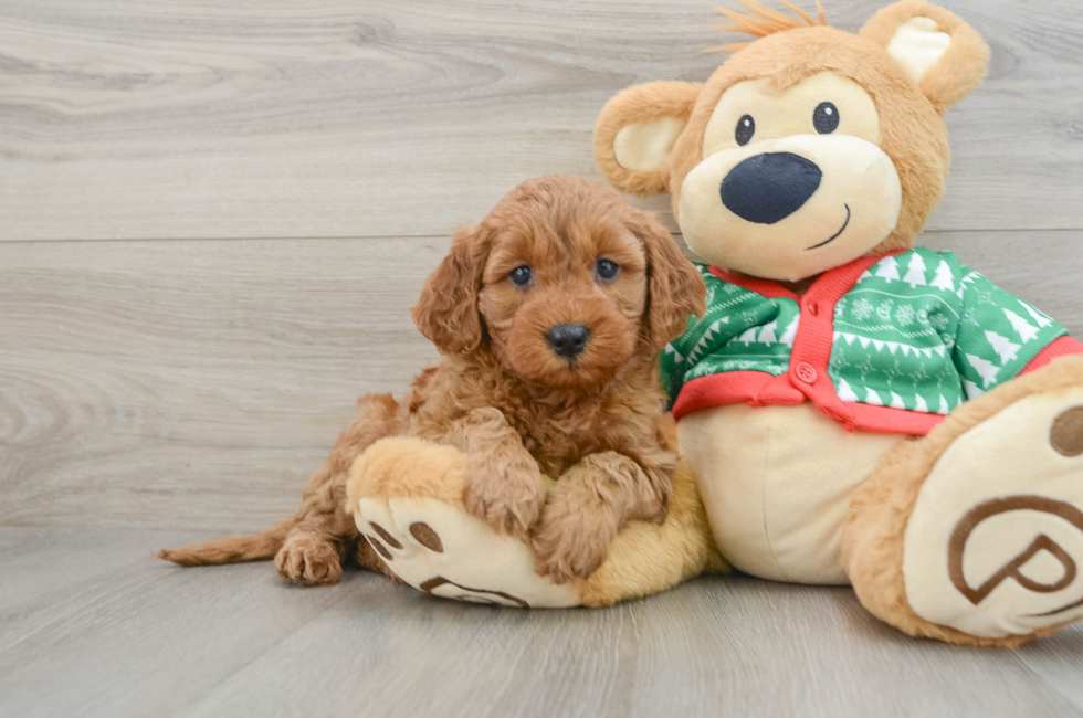 5 week old Mini Goldendoodle Puppy For Sale - Simply Southern Pups