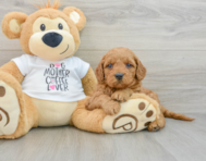 8 week old Mini Goldendoodle Puppy For Sale - Simply Southern Pups