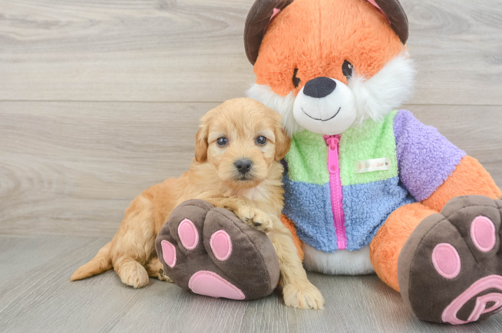 5 week old Mini Goldendoodle Puppy For Sale - Simply Southern Pups
