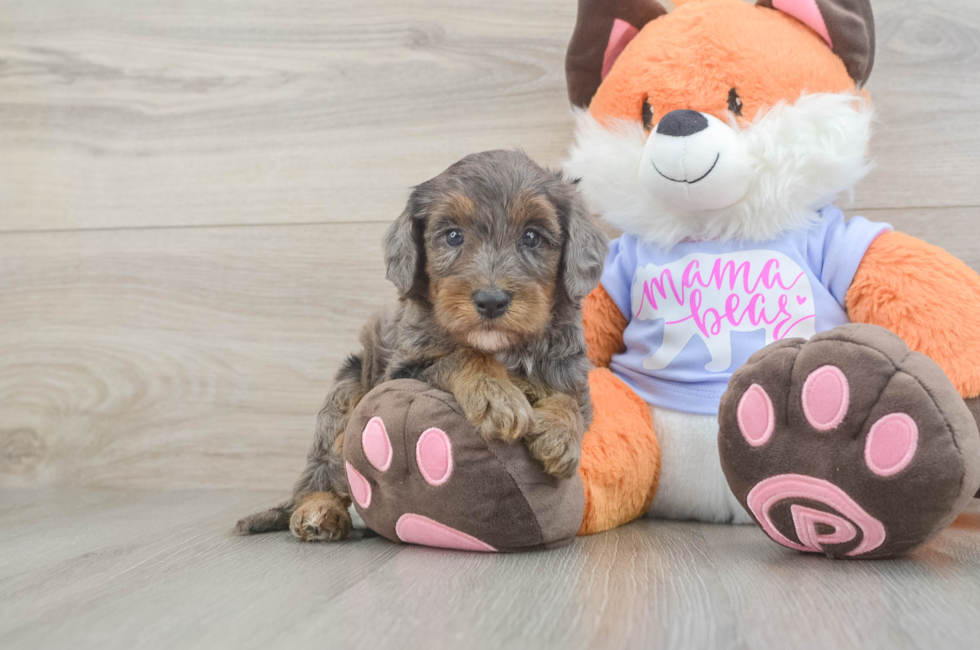 5 week old Mini Goldendoodle Puppy For Sale - Simply Southern Pups