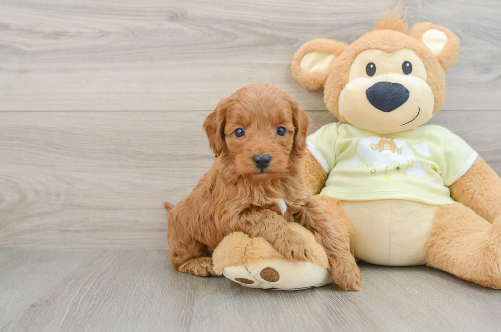 6 week old Mini Goldendoodle Puppy For Sale - Simply Southern Pups